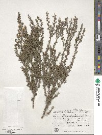 Leptospermum scoparium image