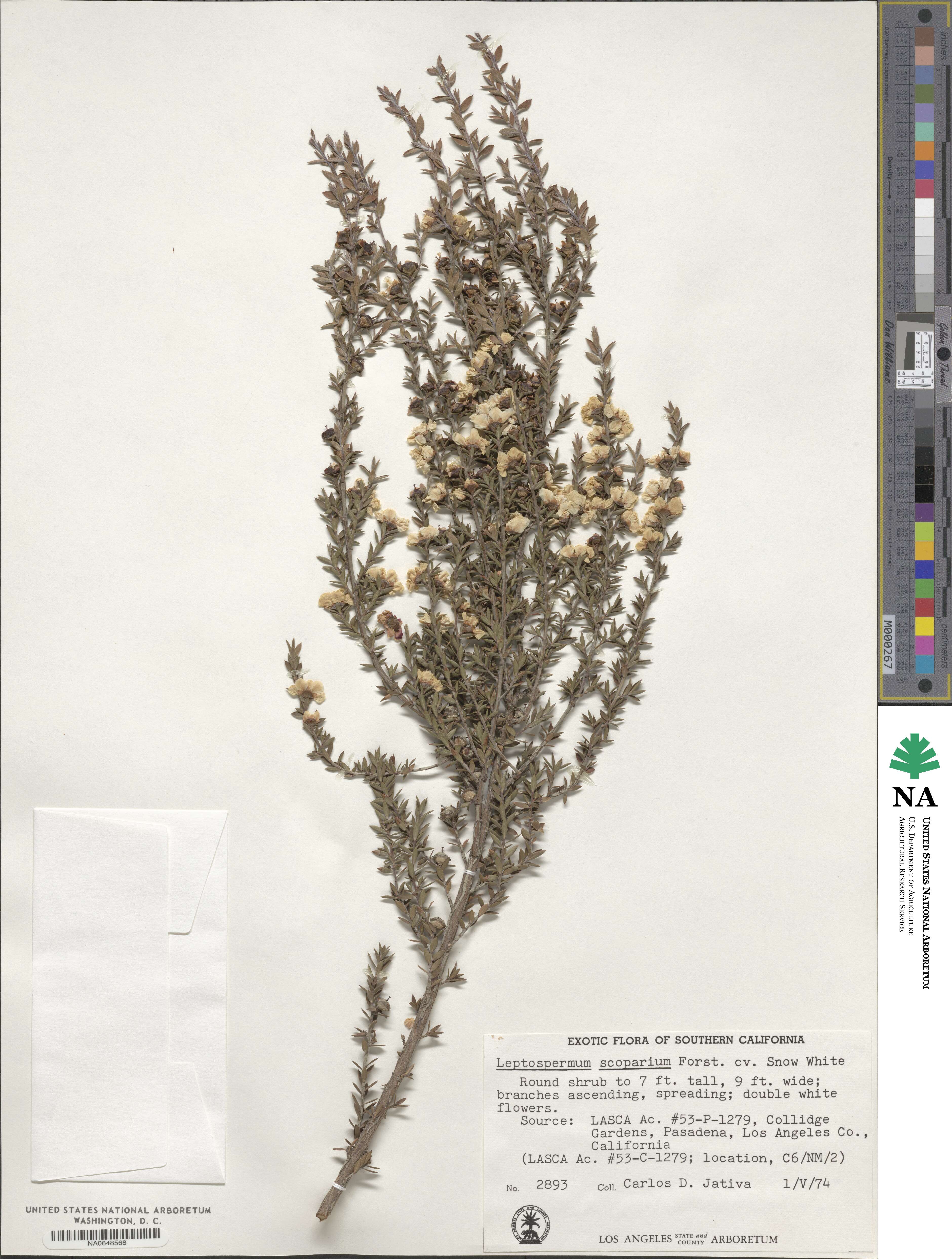 Leptospermum scoparium image