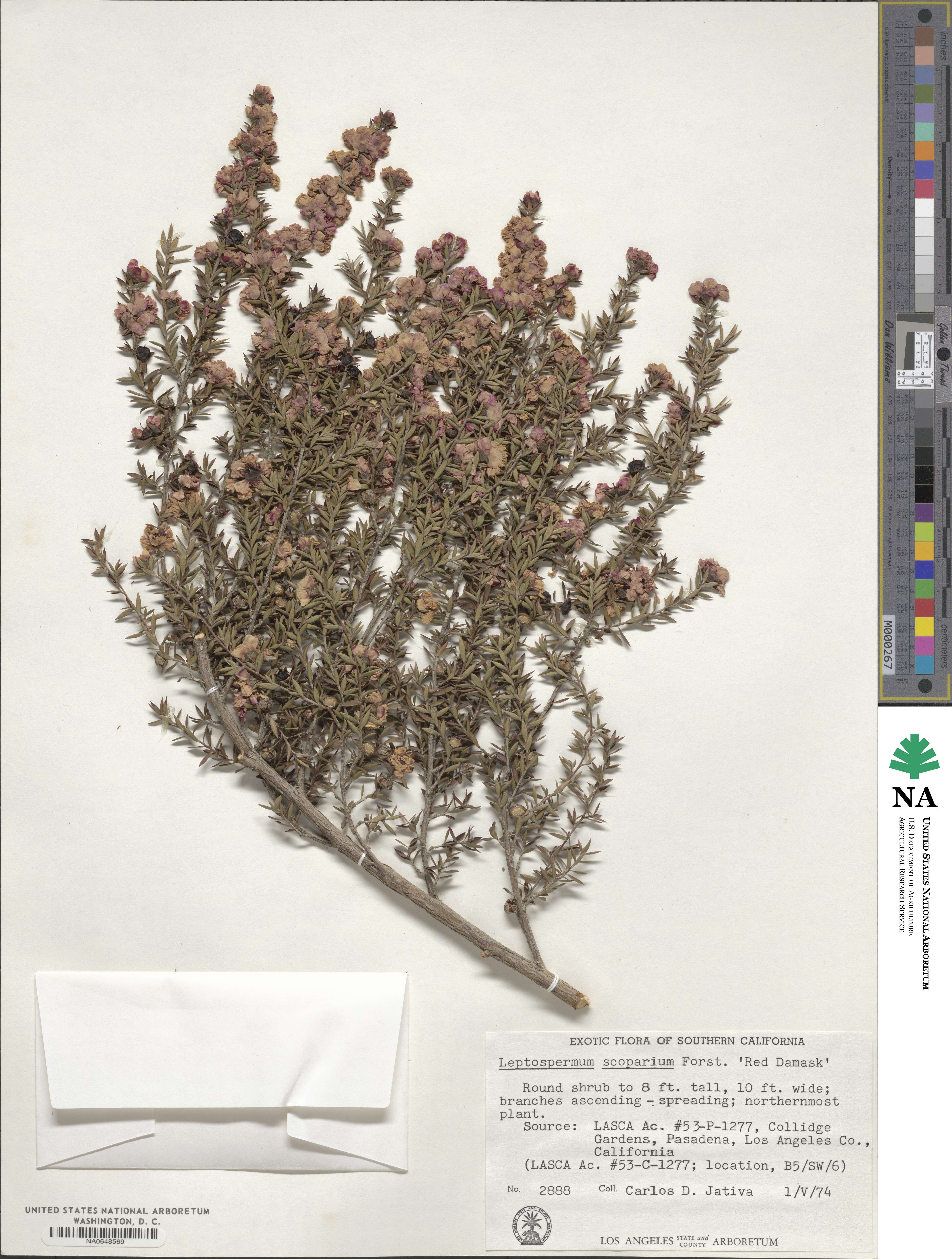 Leptospermum scoparium image