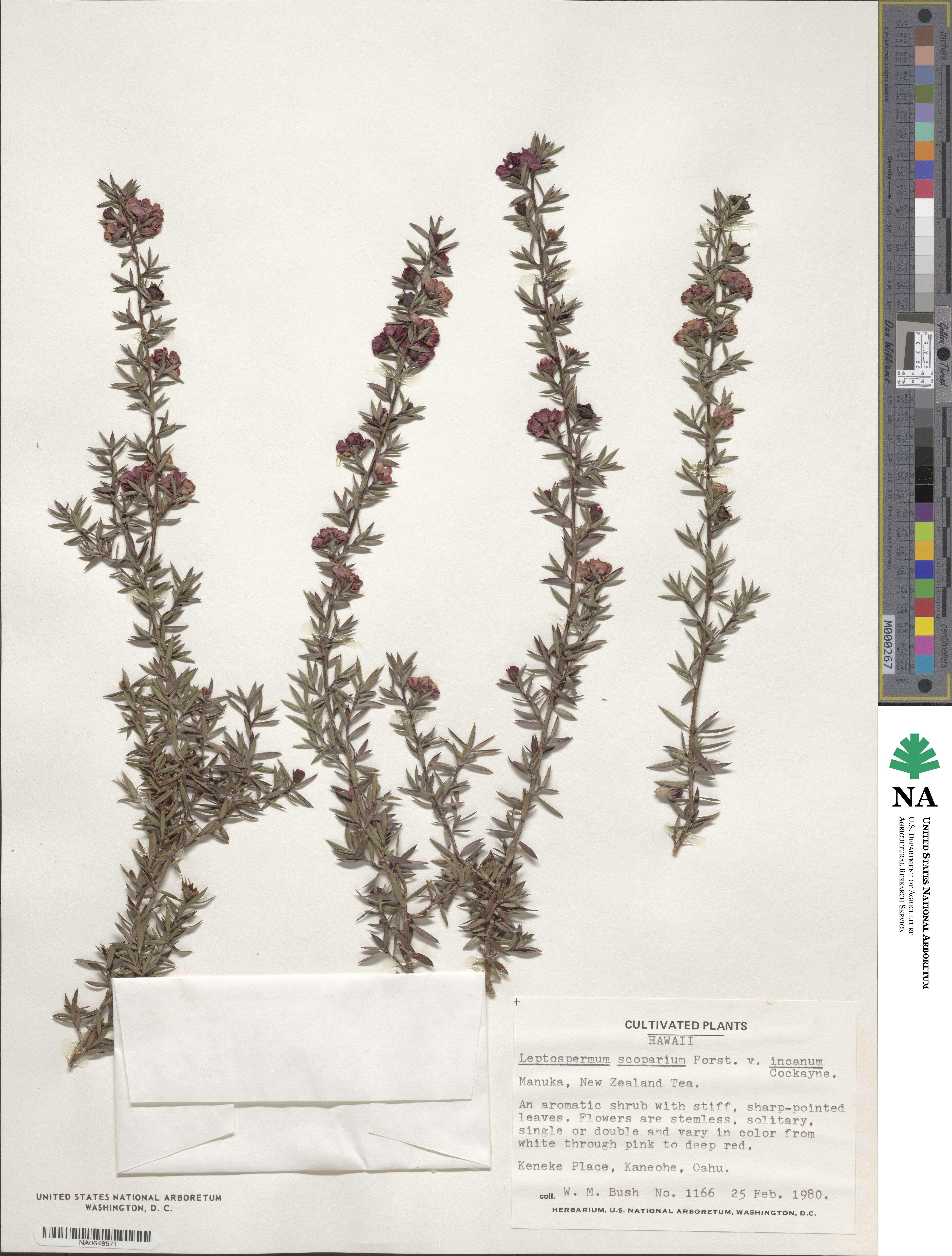 Leptospermum scoparium image