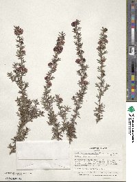 Leptospermum scoparium image