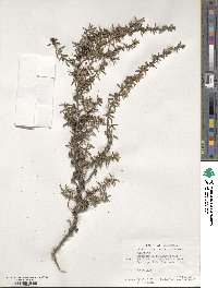 Leptospermum scoparium image