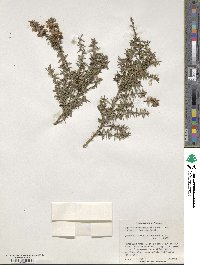 Leptospermum scoparium image