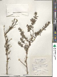 Leptospermum lanigerum image