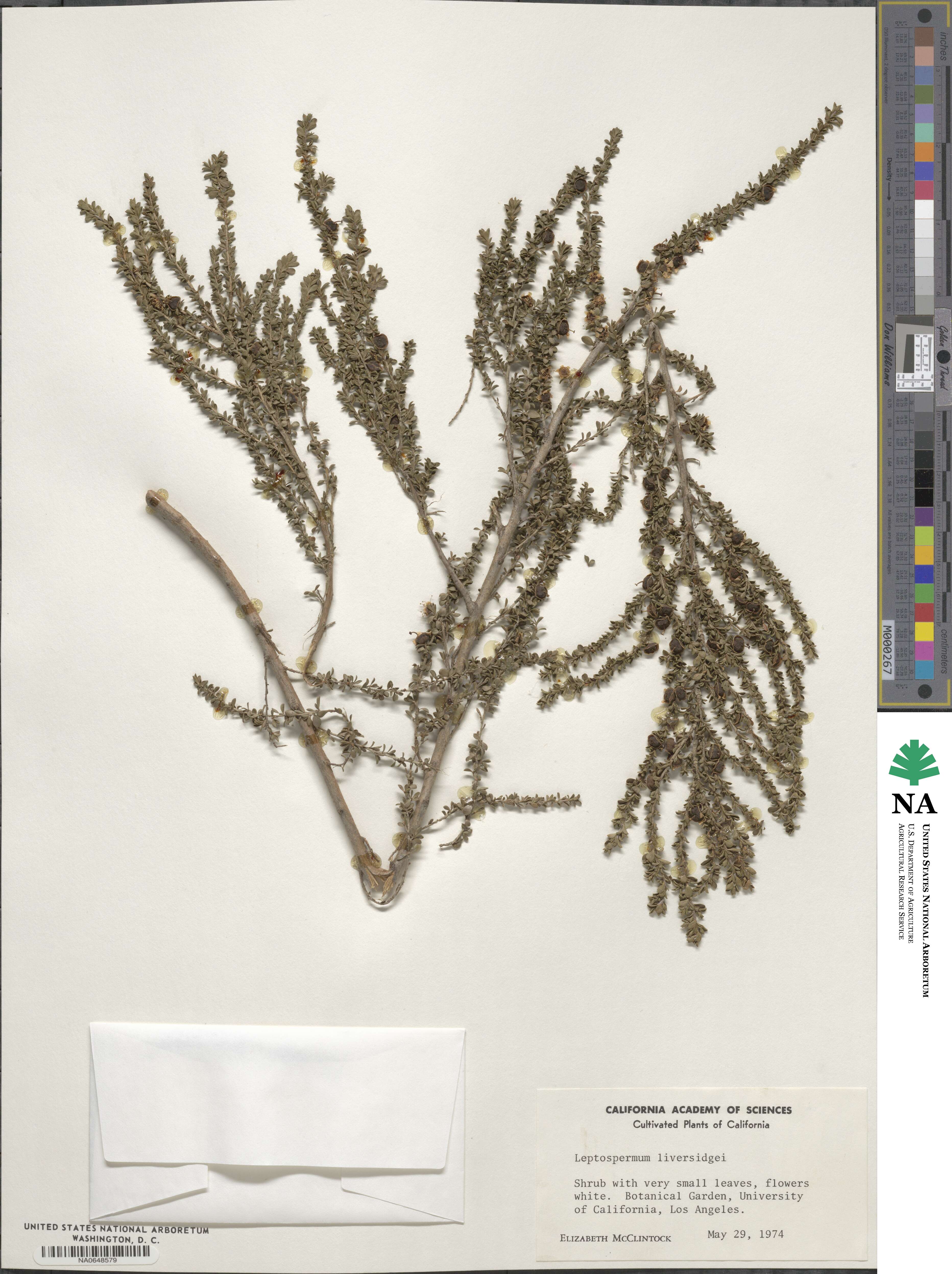 Leptospermum liversidgei image