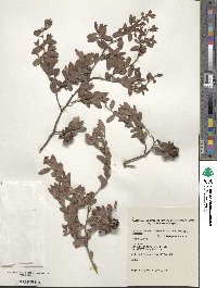 Image of Leptospermum macrocarpum