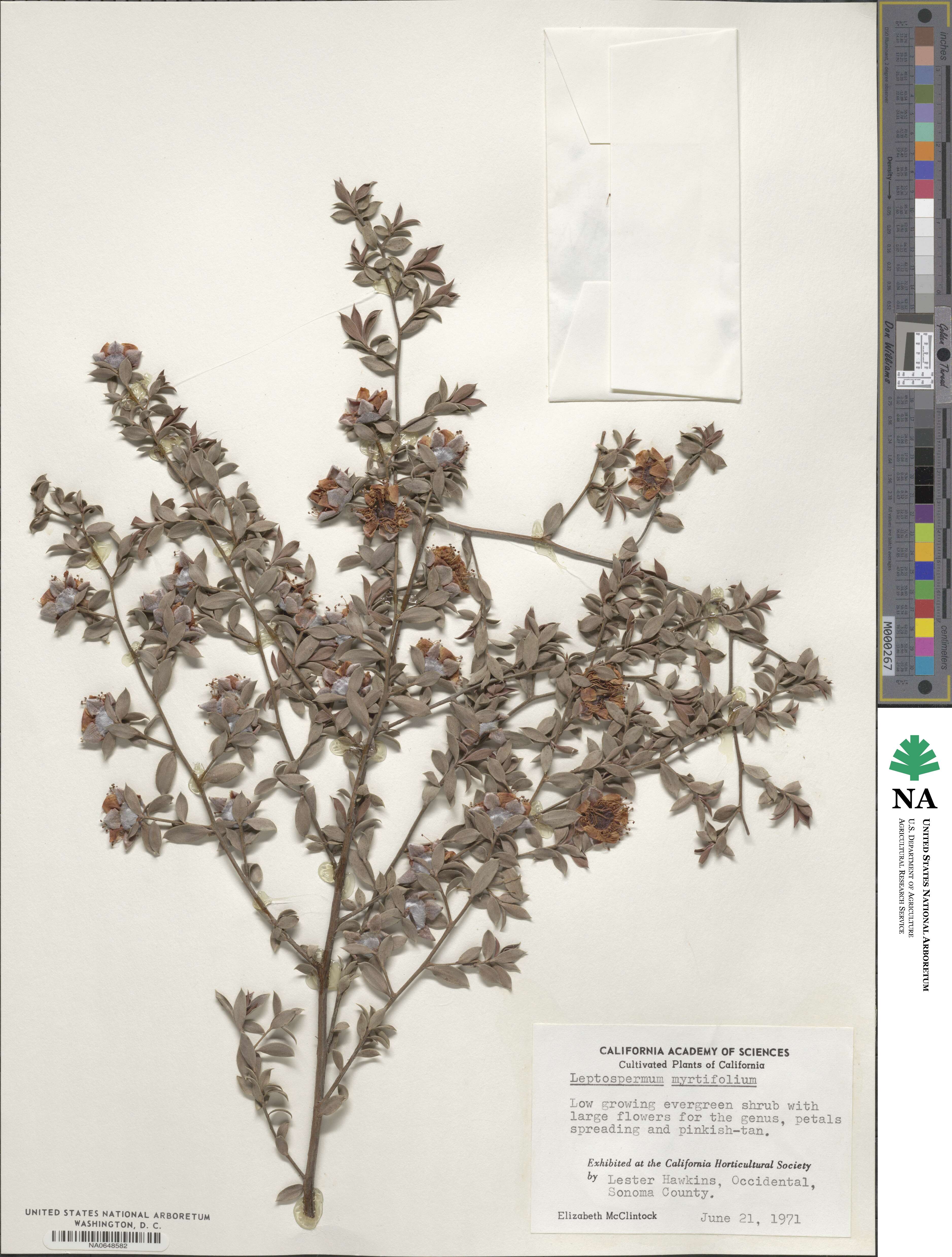 Leptospermum image