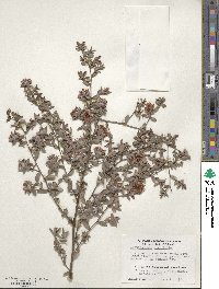 Image of Leptospermum myrtifolium