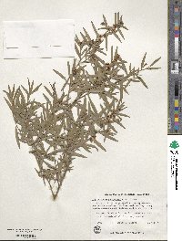 Image of Leptospermum petersonii