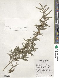 Leptospermum petersonii image