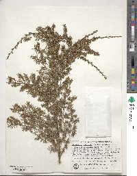 Leptospermum myrtifolium image