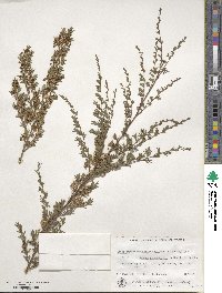 Leptospermum myrtifolium image