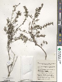 Leptospermum polygalifolium image