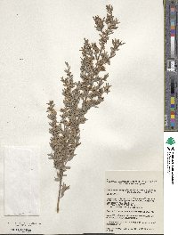 Leptospermum polygalifolium image