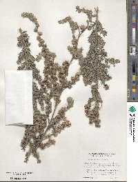 Leptospermum lanigerum image