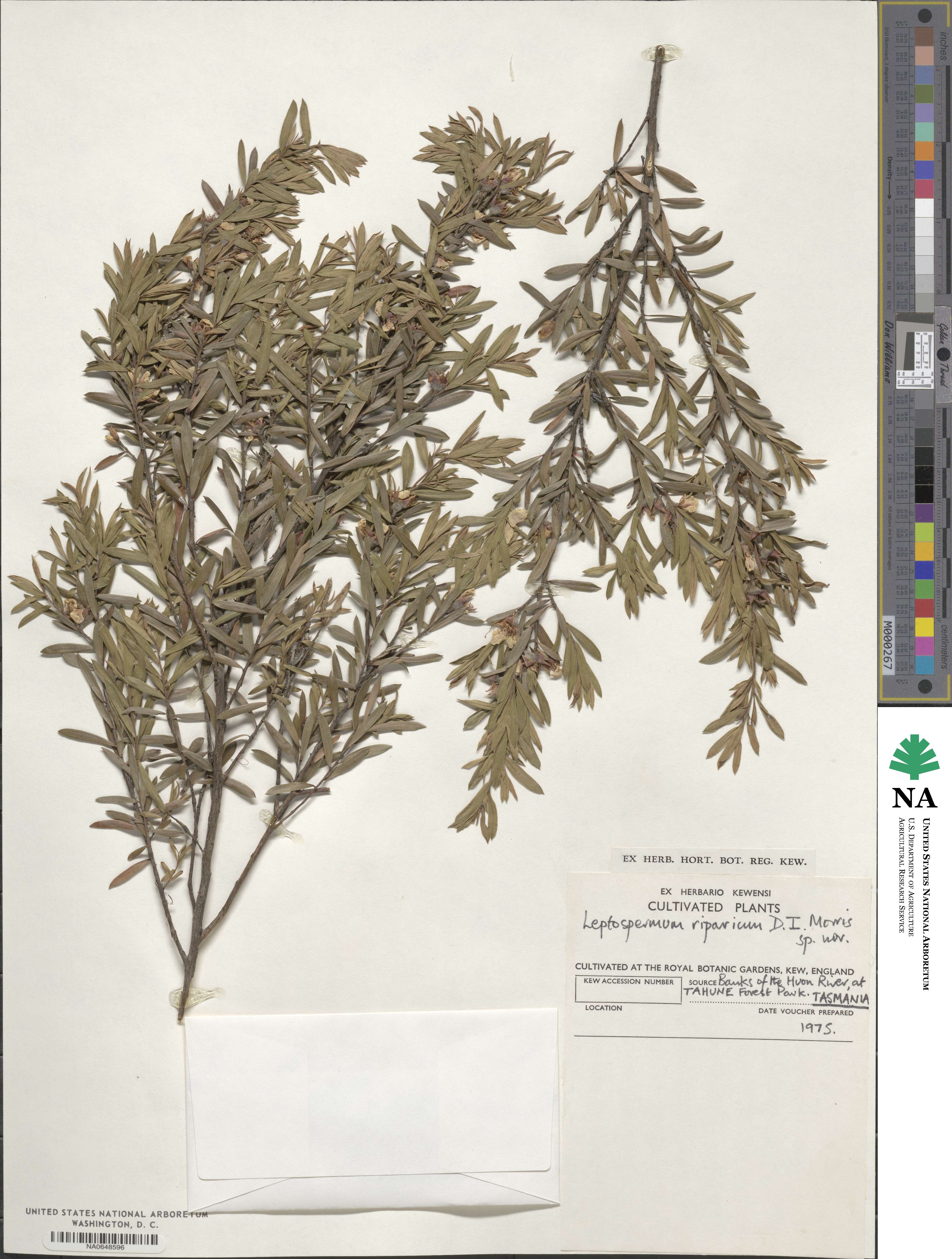 Leptospermum riparium image