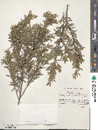 Image of Leptospermum riparium