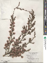 Leptospermum rotundifolium image