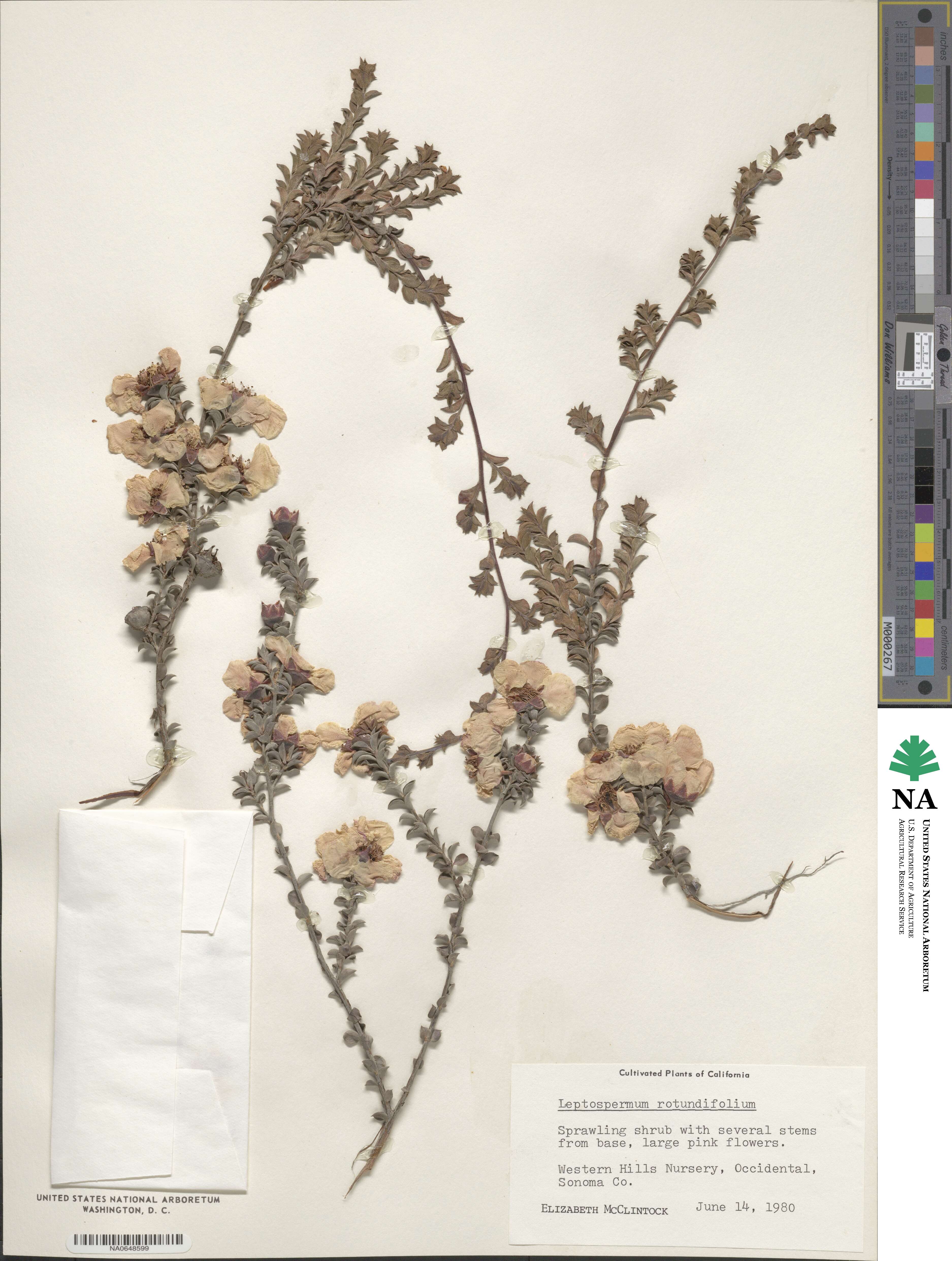 Leptospermum rotundifolium image