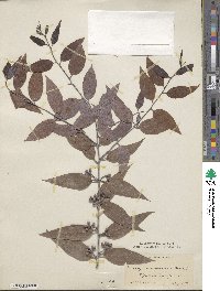 Eucalyptus risdoni image