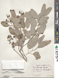 Eucalyptus polyanthemos image