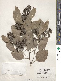 Eucalyptus polyanthemos image