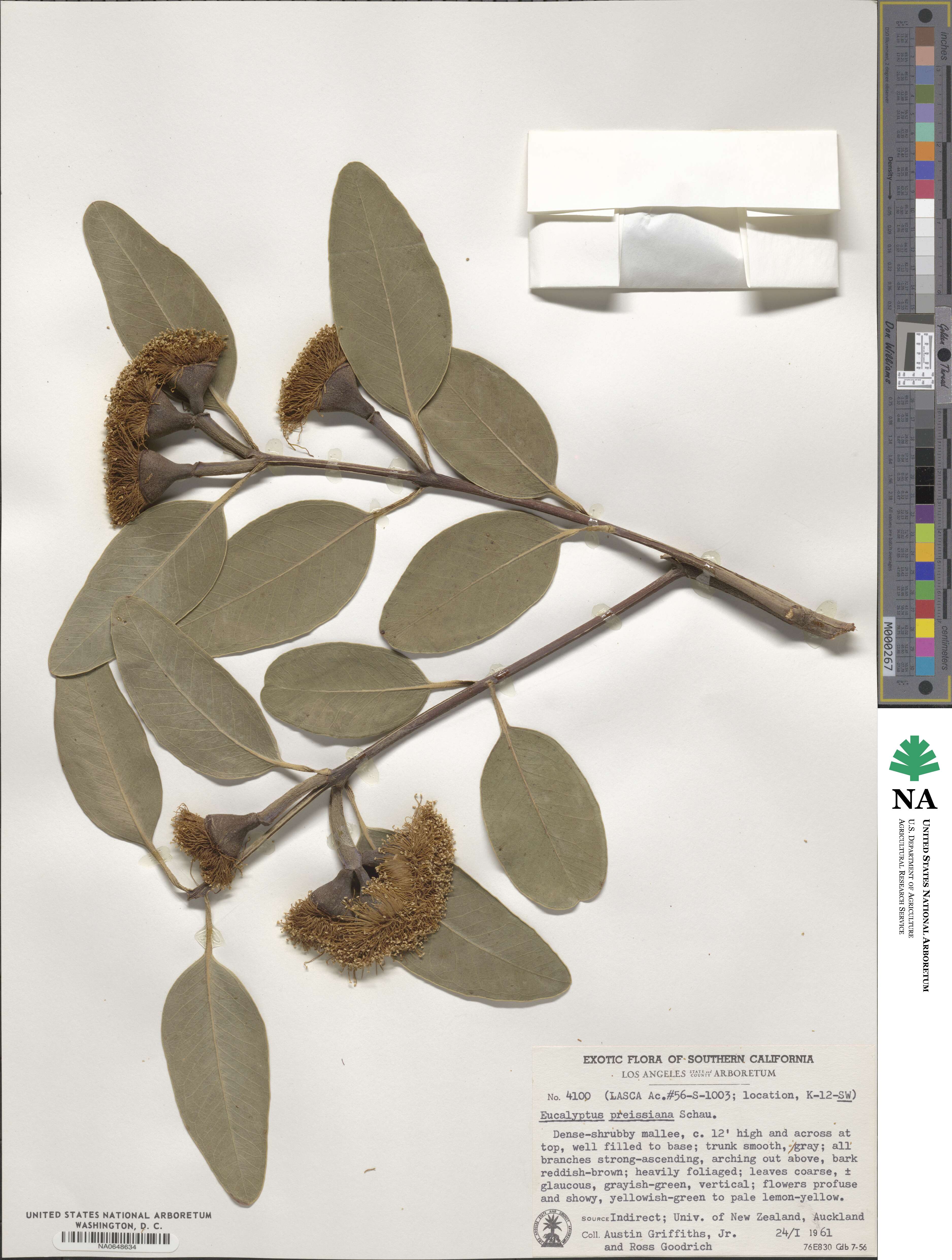 Eucalyptus preissiana image