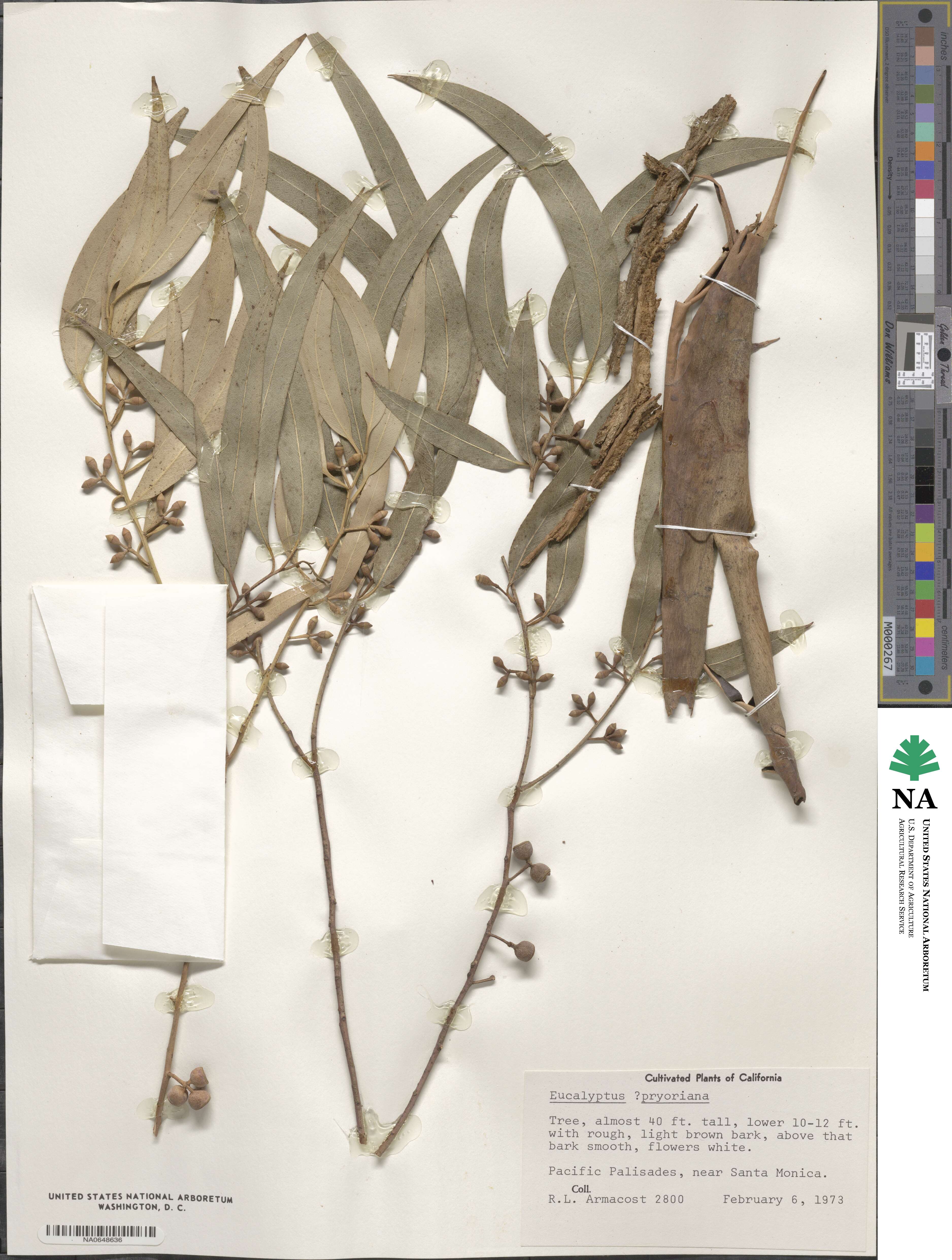 Eucalyptus viminalis subsp. pryoriana image