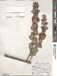 Eucalyptus pulverulenta image