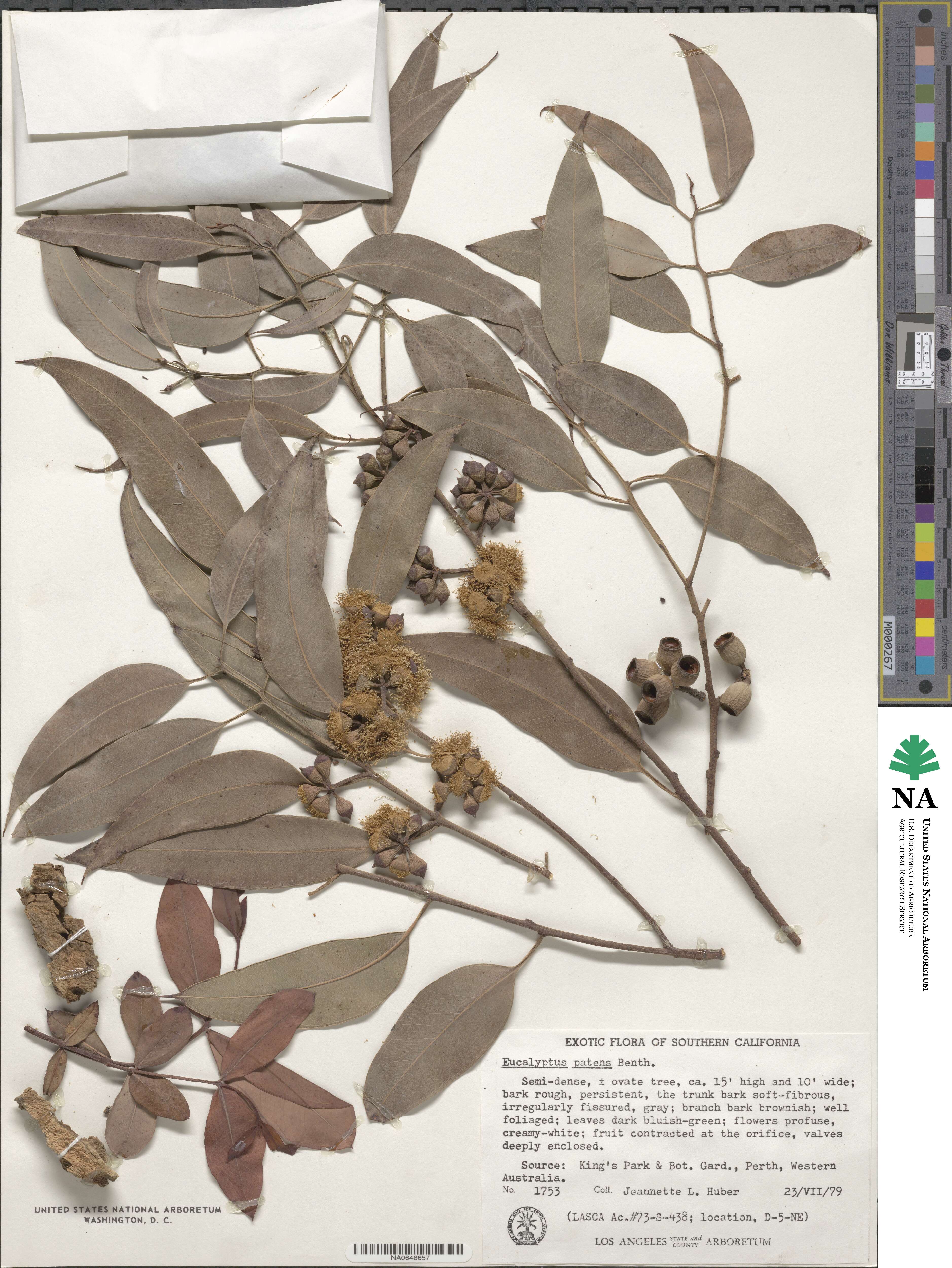 Eucalyptus patens image