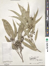 Eucalyptus pilularis image