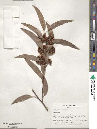 Eucalyptus pilularis image