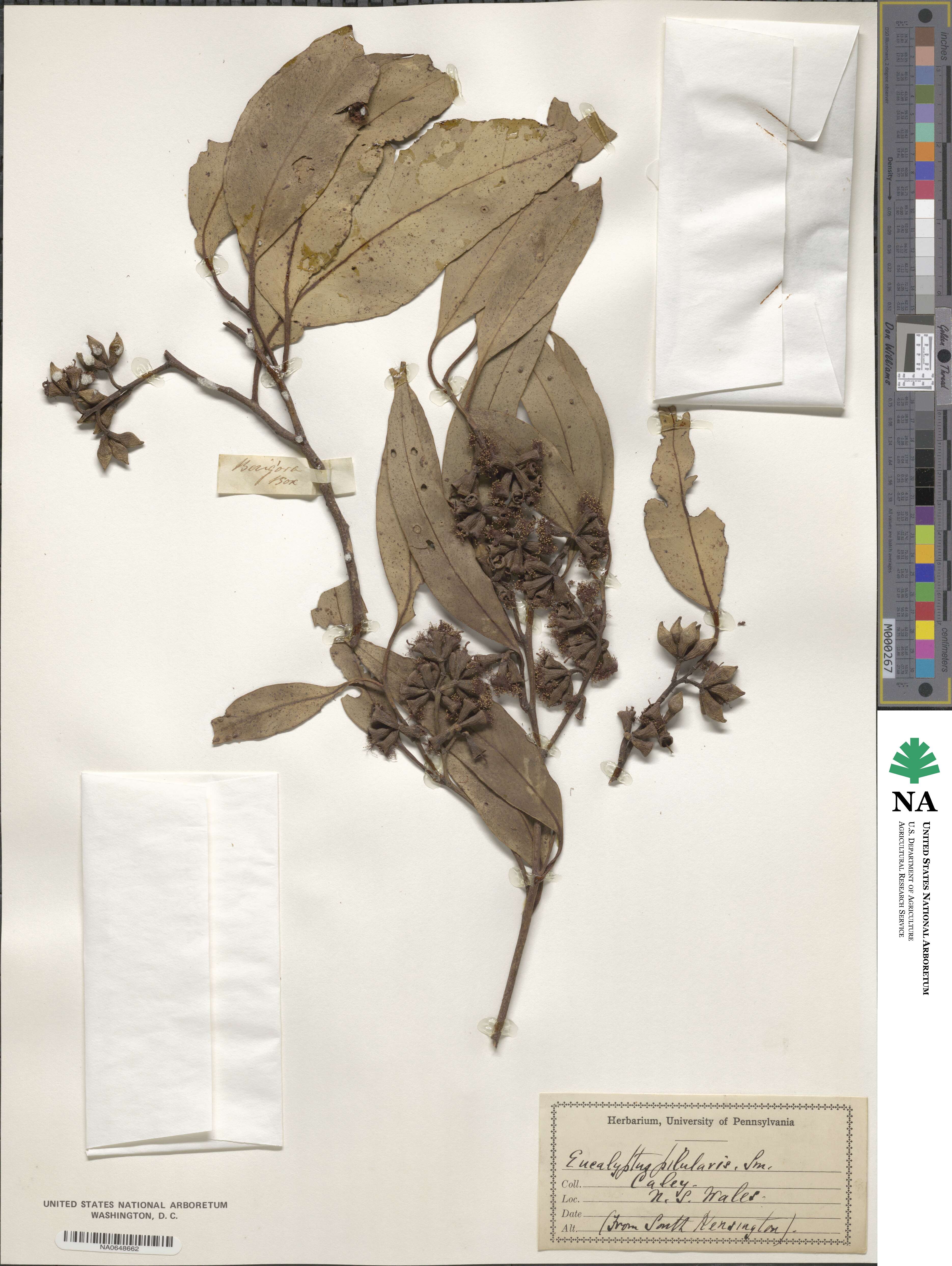 Eucalyptus pilularis image