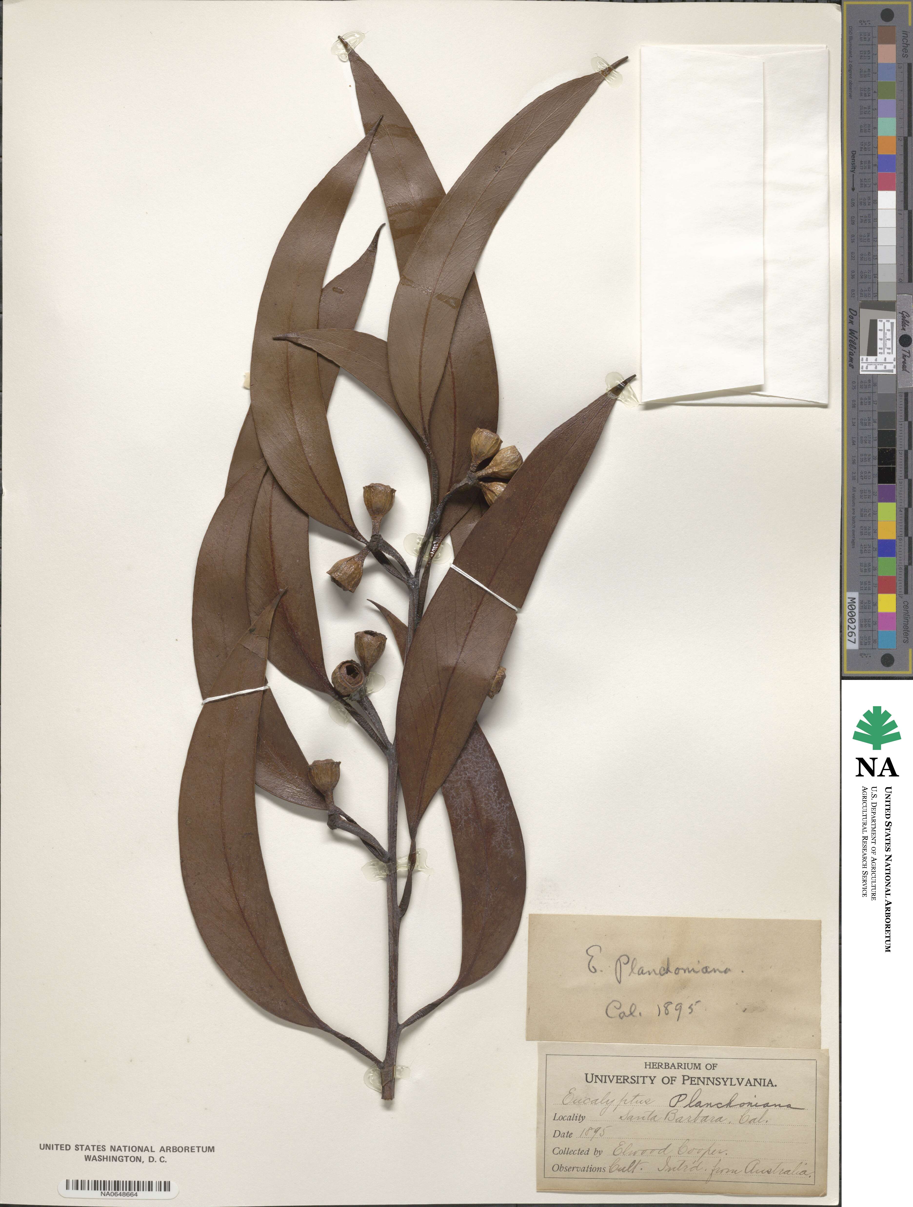 Eucalyptus planchoniana image