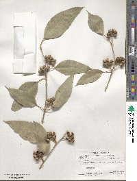 Eucalyptus pauciflora image