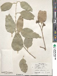 Eucalyptus pauciflora image