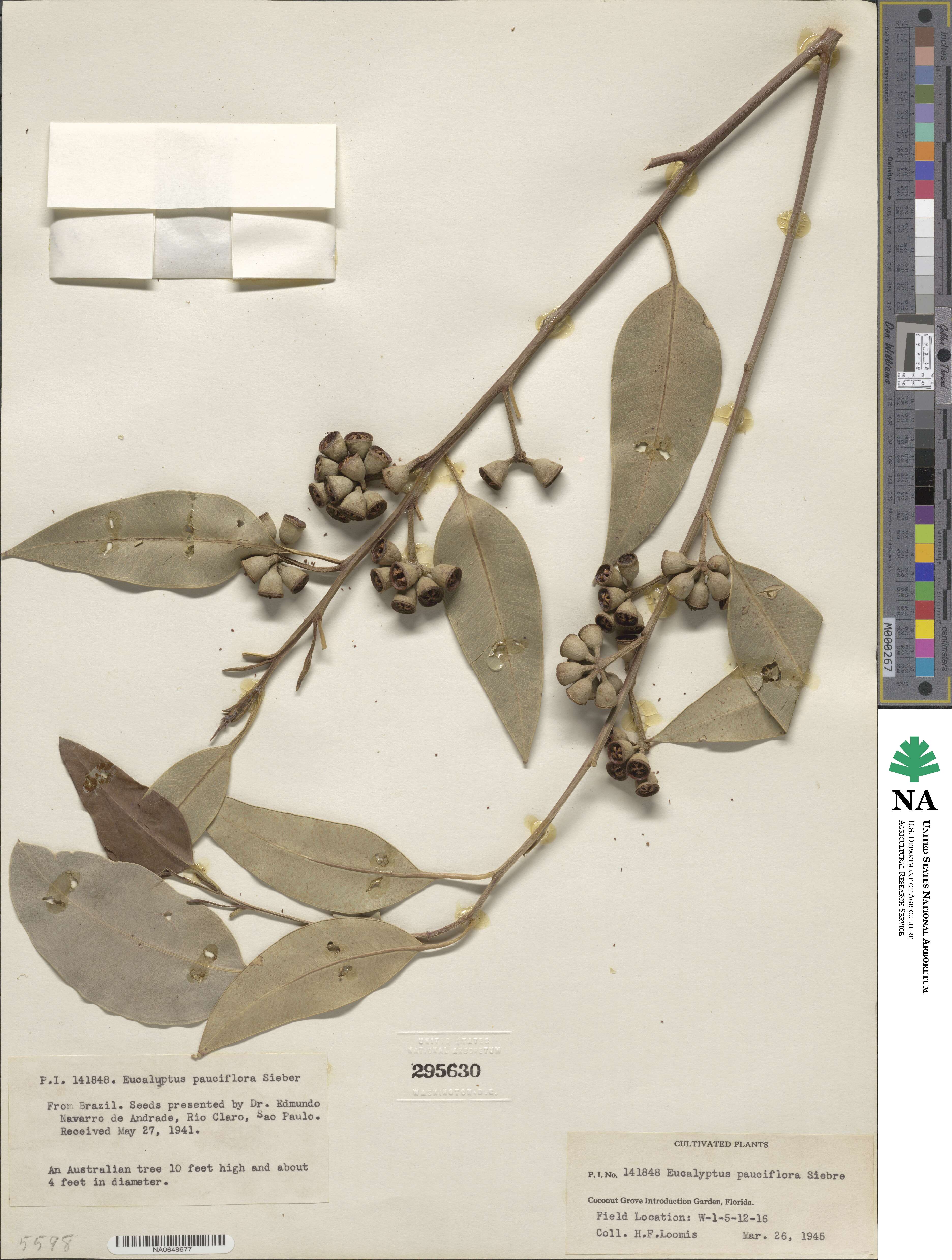 Eucalyptus pauciflora image