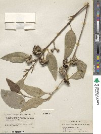 Eucalyptus pauciflora image