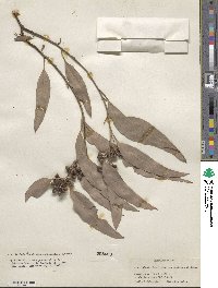 Eucalyptus paniculata image