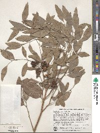 Eucalyptus paniculata image