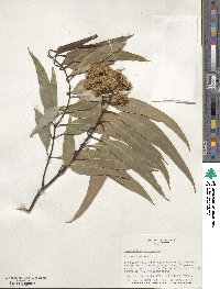 Eucalyptus paniculata image