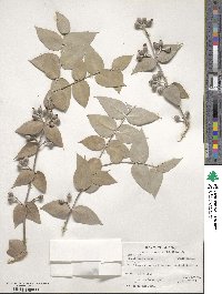 Eucalyptus oleosa image