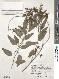 Eucalyptus oraria image