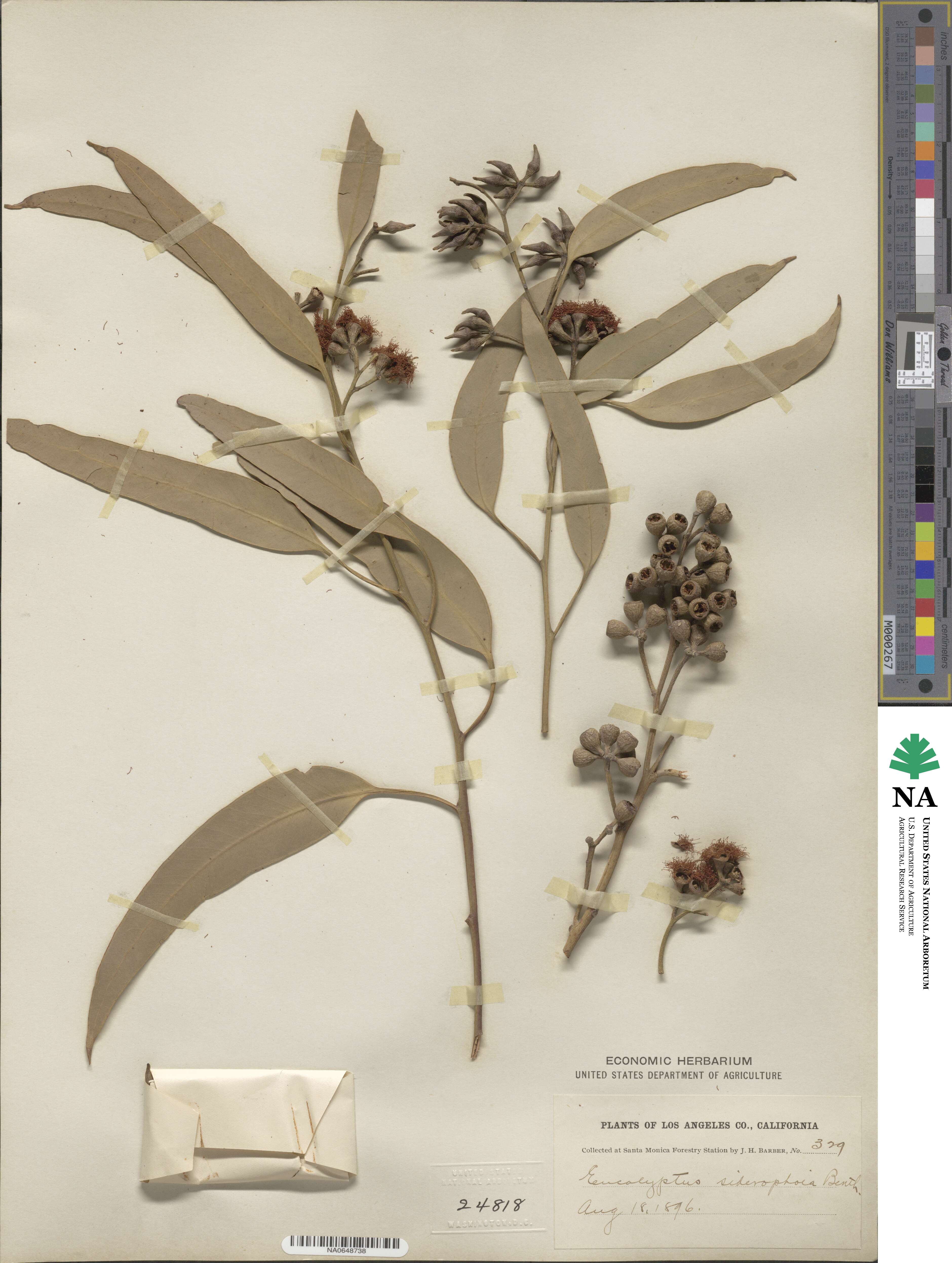 Eucalyptus siderophloia image