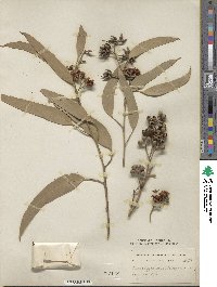 Eucalyptus siderophloia image