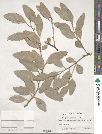 Eucalyptus sideroxylon image