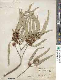 Eucalyptus rostrata image