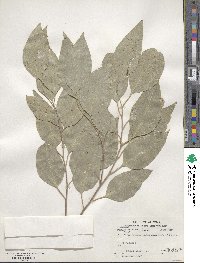 Eucalyptus rudis image