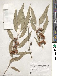 Eucalyptus rudis image