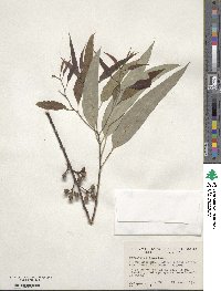 Eucalyptus rudis image